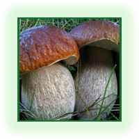 сушилка для грибов